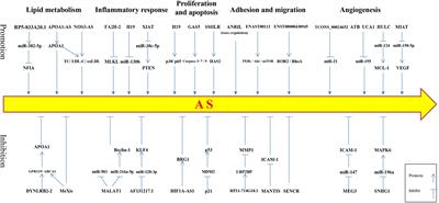 Regulatory Roles of Related Long Non-coding RNAs in the Process of Atherosclerosis